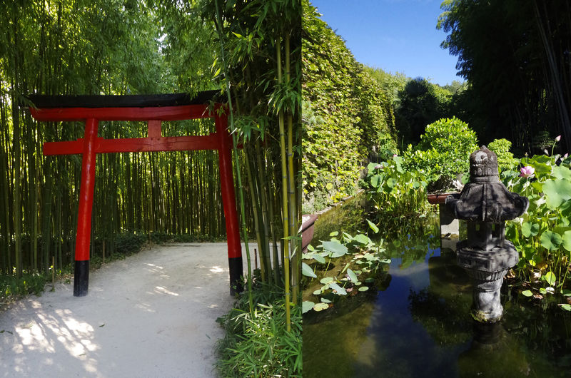 Bambous, porte japonaise et bassin