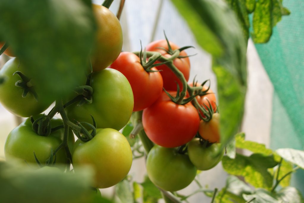 Plan de tomates sain
