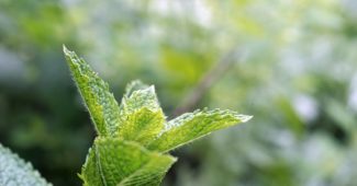 cultiver de la menthe sur son balcon