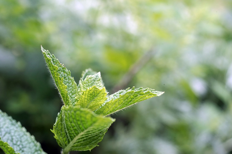 cultiver de la menthe sur son balcon