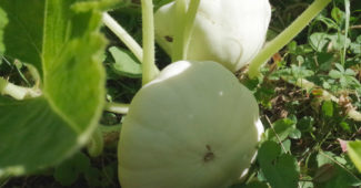 Courge pâtisson de mon potager sur pied