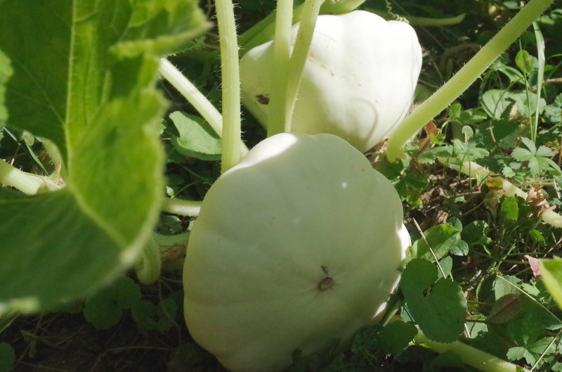 Courge pâtisson de mon potager sur pied