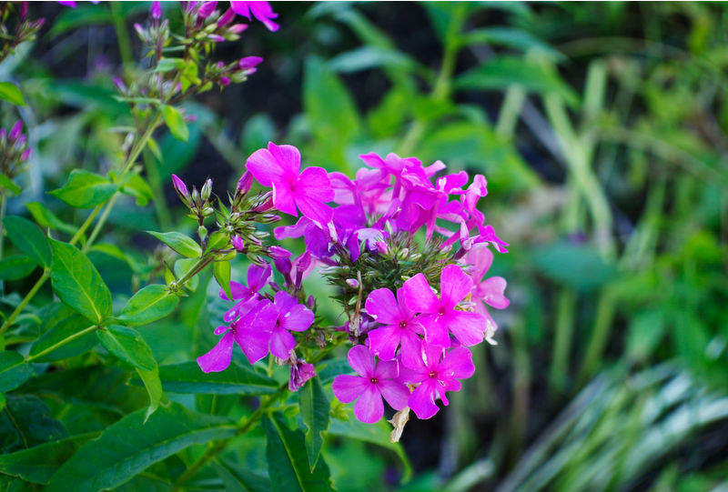 Fleurs médiévales