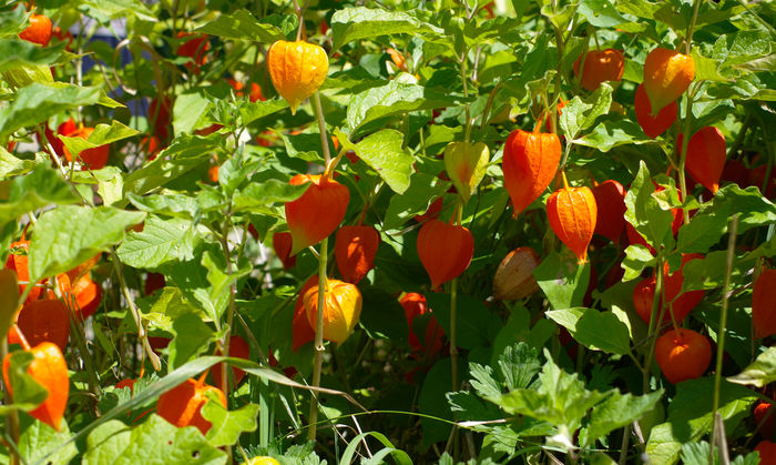 Physalis médiévaux