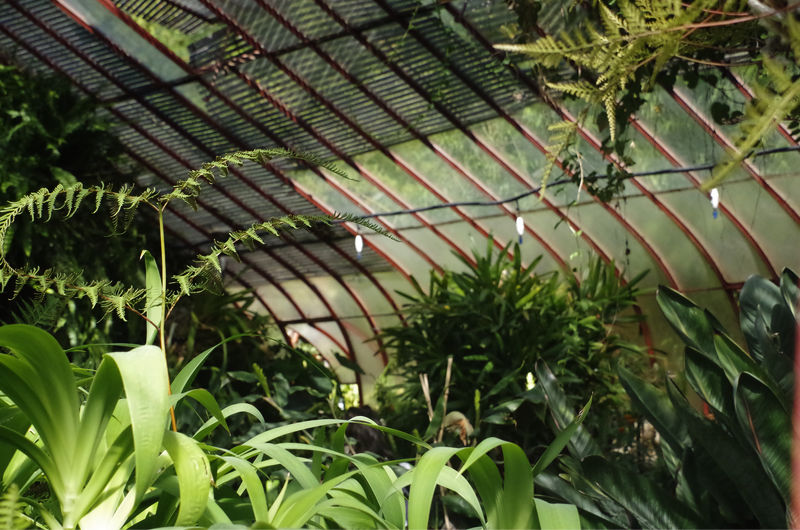 Les plantes poussent aussi sous serres à Anduze