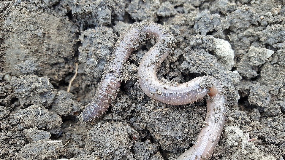 Des vers de terre pour stimuler votre compost !