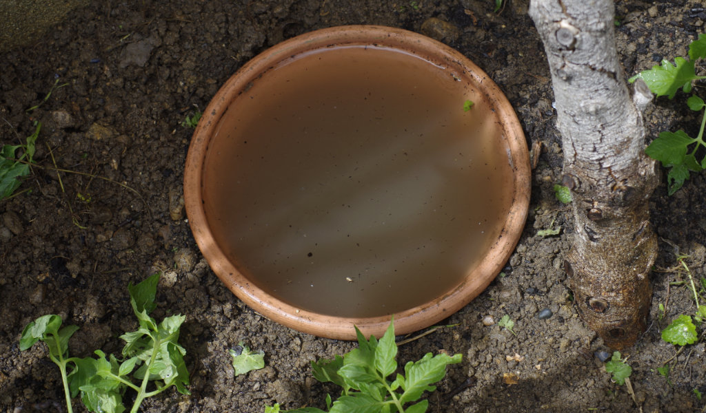 Olla, Réservoir d'eau, Oya, Arrosage autonome / ROSE BUNKER