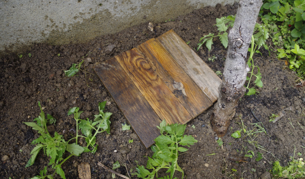 Arrosage par Oyas : Avis et retour d'expérience - Potager sur pied