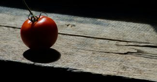 Tout savoir sur la nécrose apicale des tomates