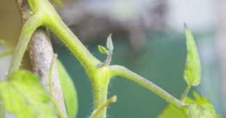 Gourmand sur une tomate