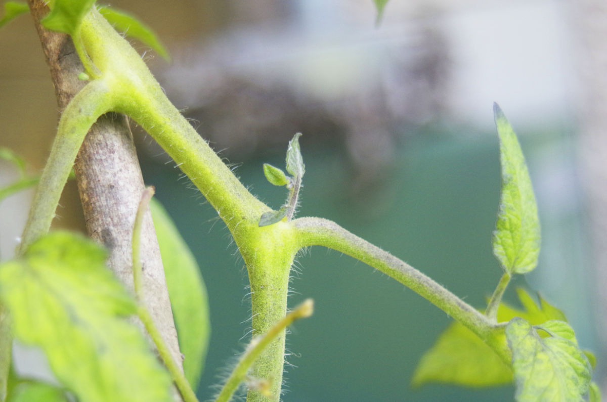 Gourmand sur une tomate