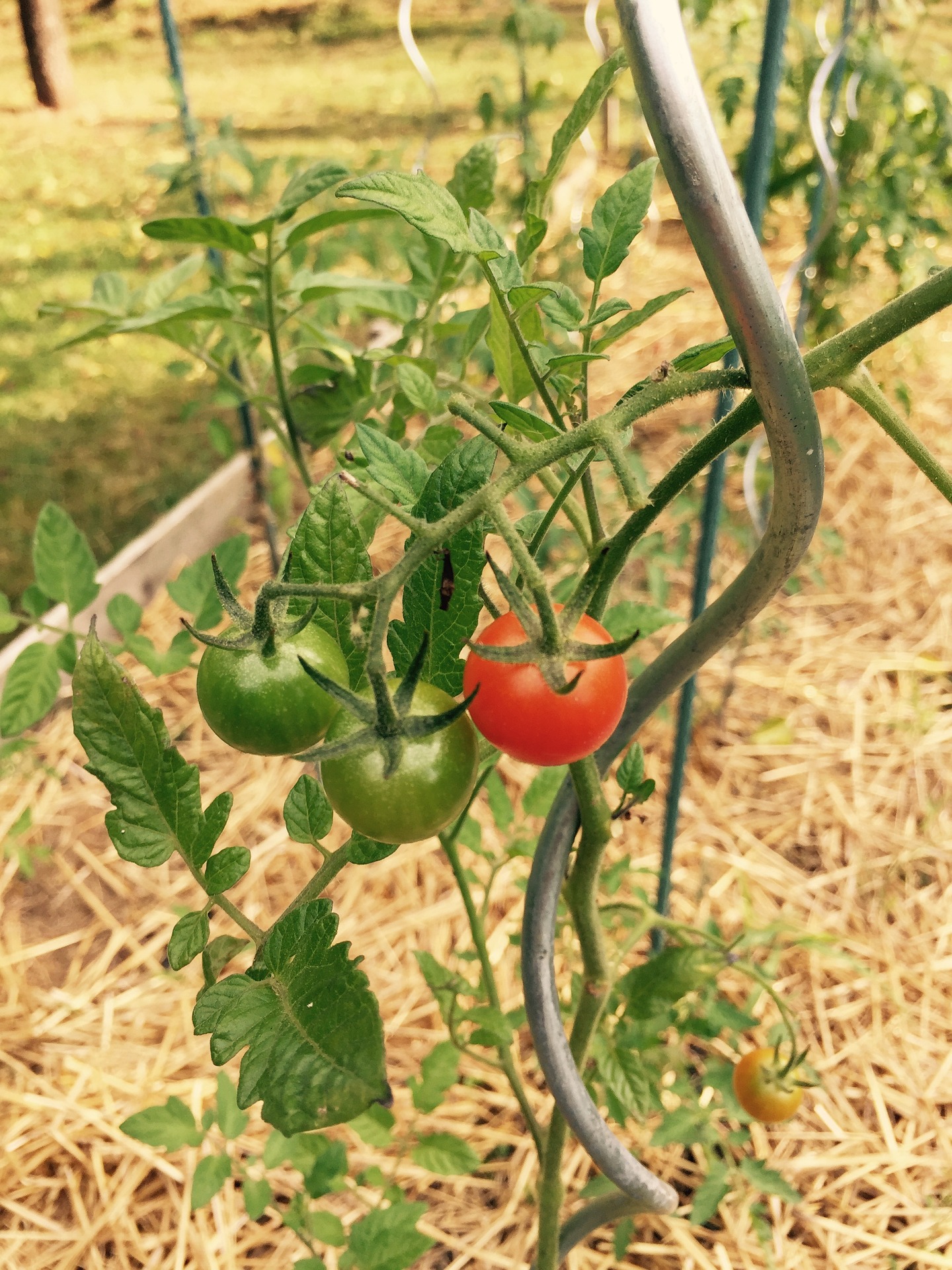 Tomates et paillage