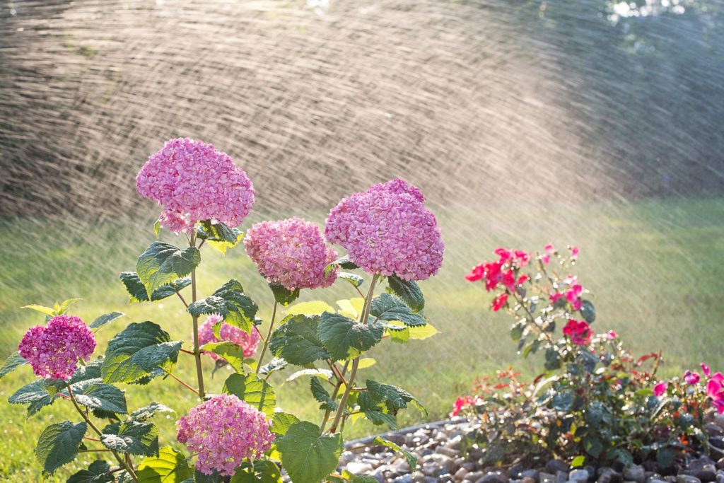 arrrosage plantes pendant chaleur