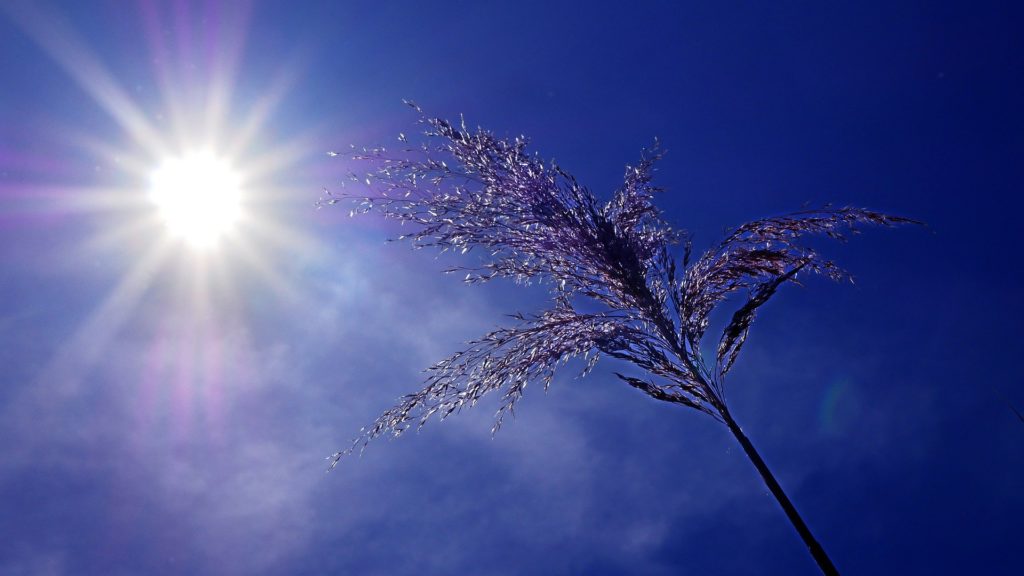 Canicule et plantes