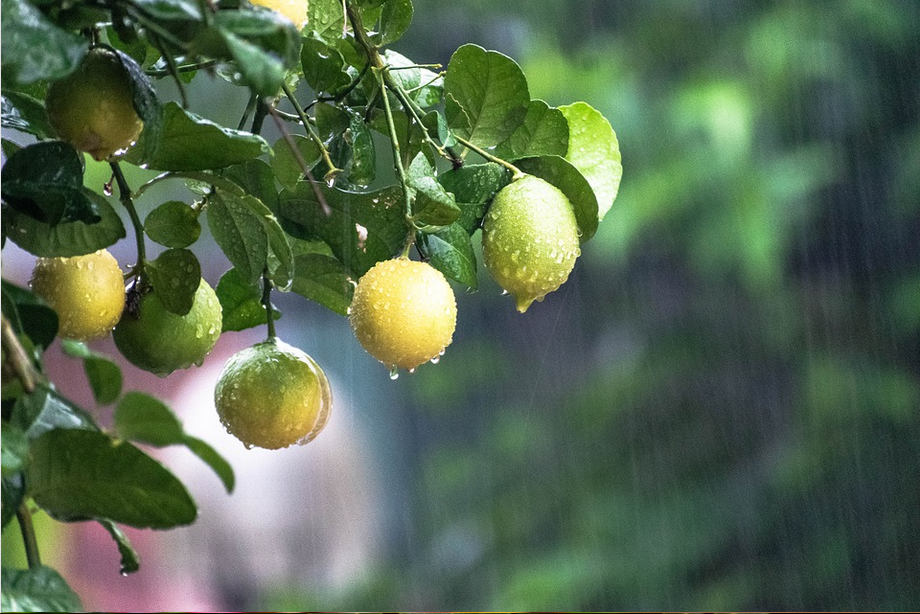 Agrume sur son balcon