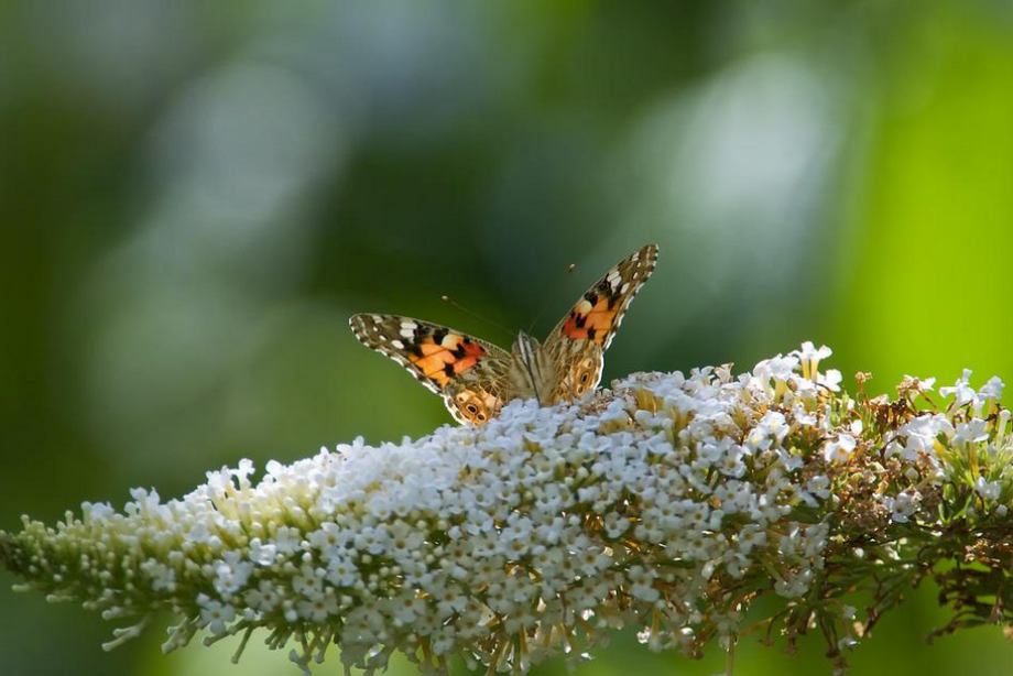 Buddleia pour parfumer son balcon