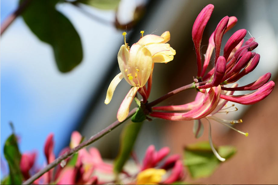 Chevrefeuille sur son balcon