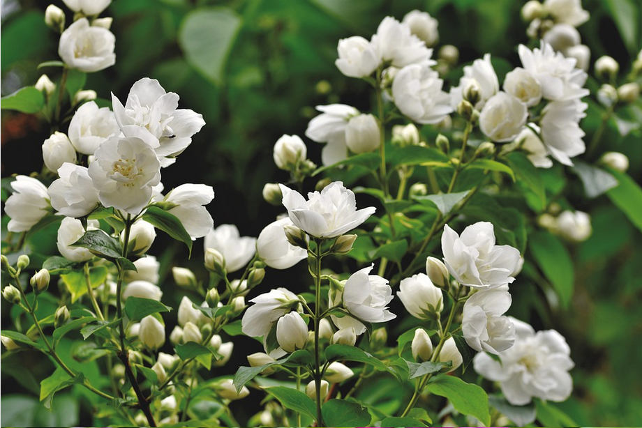 Jasmin, plante odorante sur son balcon