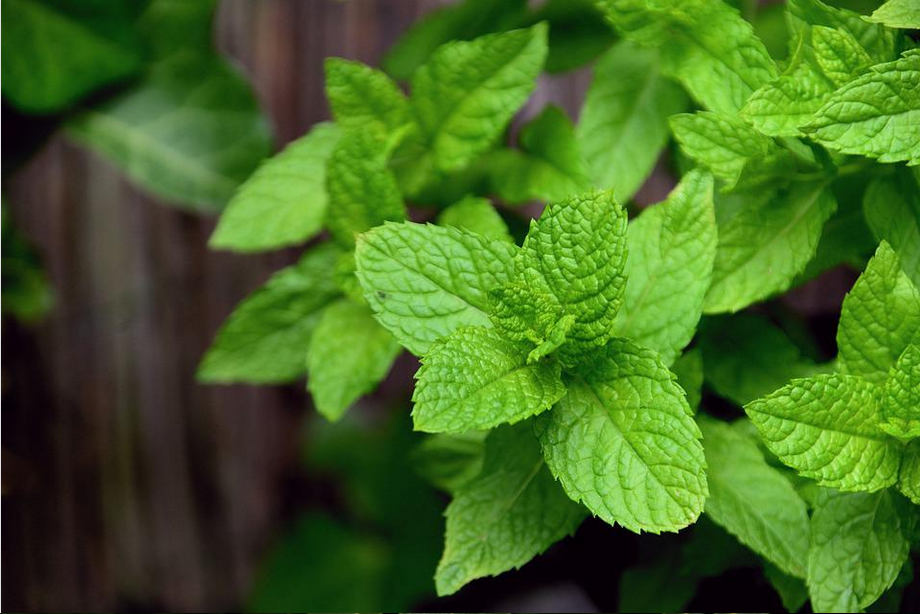 La menthe : incontournable aromatique en terrasse et balcon