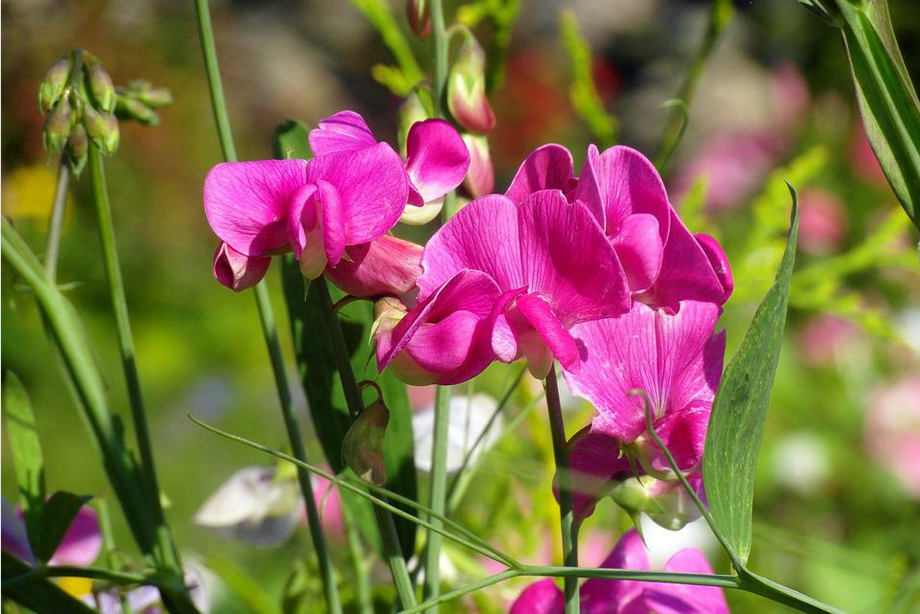 Pois de senteur, plante odorante sur son balcon