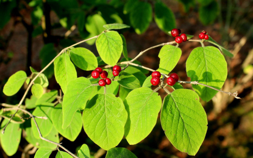 Fruits Rouges Toxique Les plantes d'extérieur toxiques pour les humains que vous avez peut ...