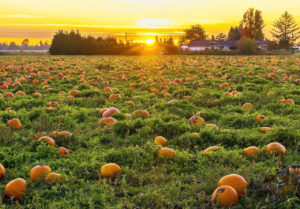 Cultiver des citrouilles, courges et potirons