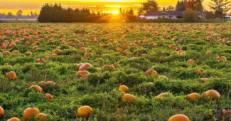 Cultiver des citrouilles, courges et potirons