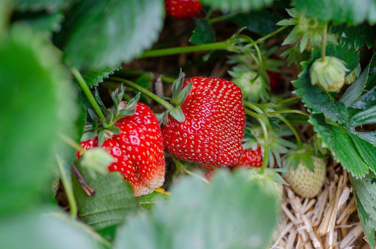 Plant de fraisiers