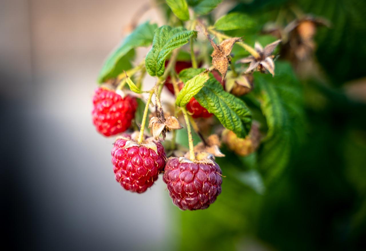 Plant de framboisier