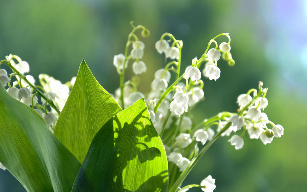 Muguet toxique