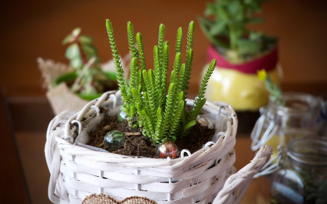 pots en osier pour les plantes