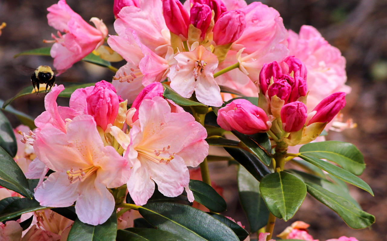 Rhododendron ou azalée toxiques